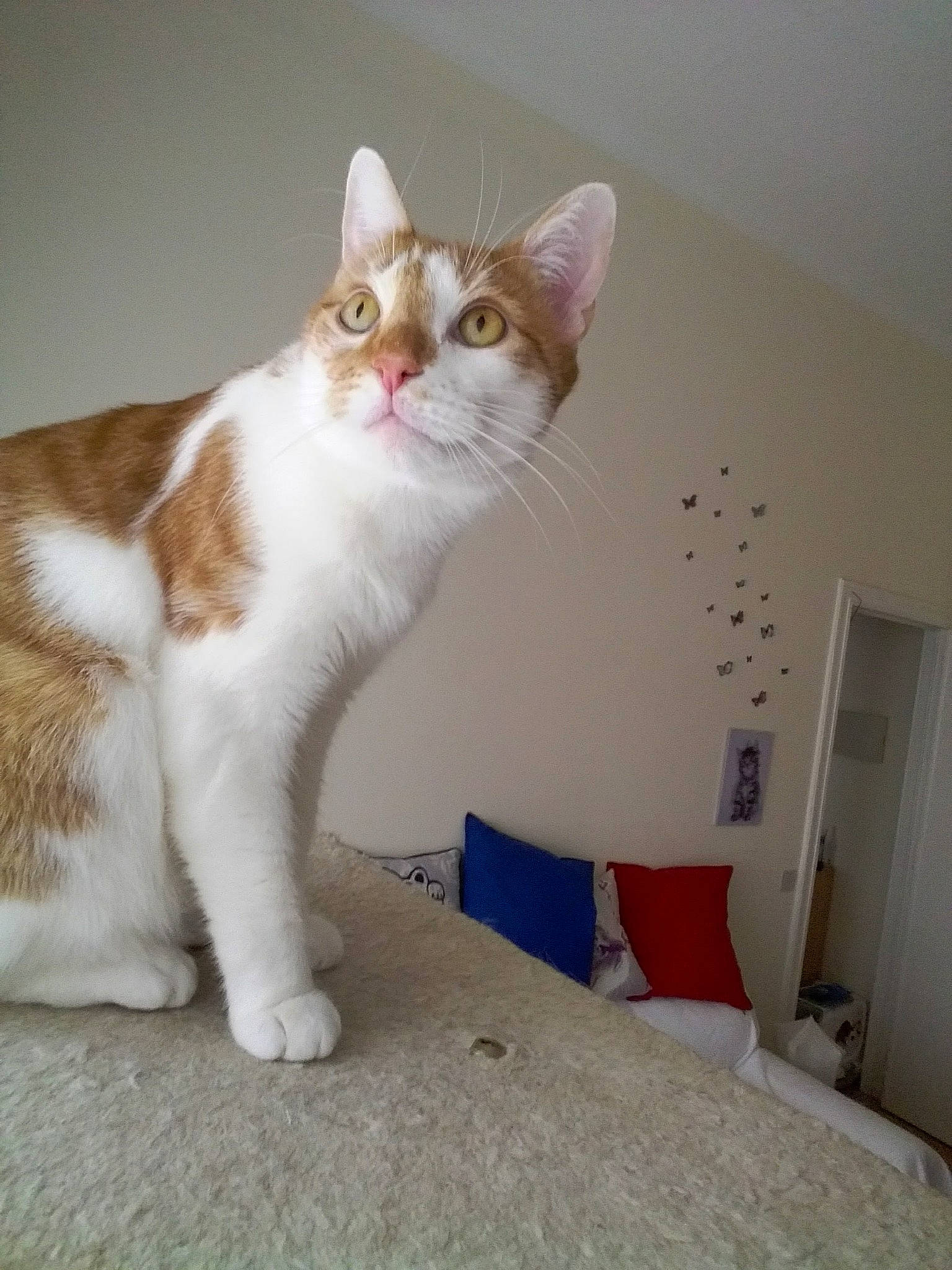 éros a rejoint le concours — aidez-le/la à gagner de superbes lots ! aegean_cat, american_wirehair, carnivore, cat, domestic_short_haired_cat, european_shorthair, fawn, felidae, fur, kitten, mammal, polydactyl_cat, small_to_medium_sized_cats, tail, turkish_angora, turkish_van, whiskers