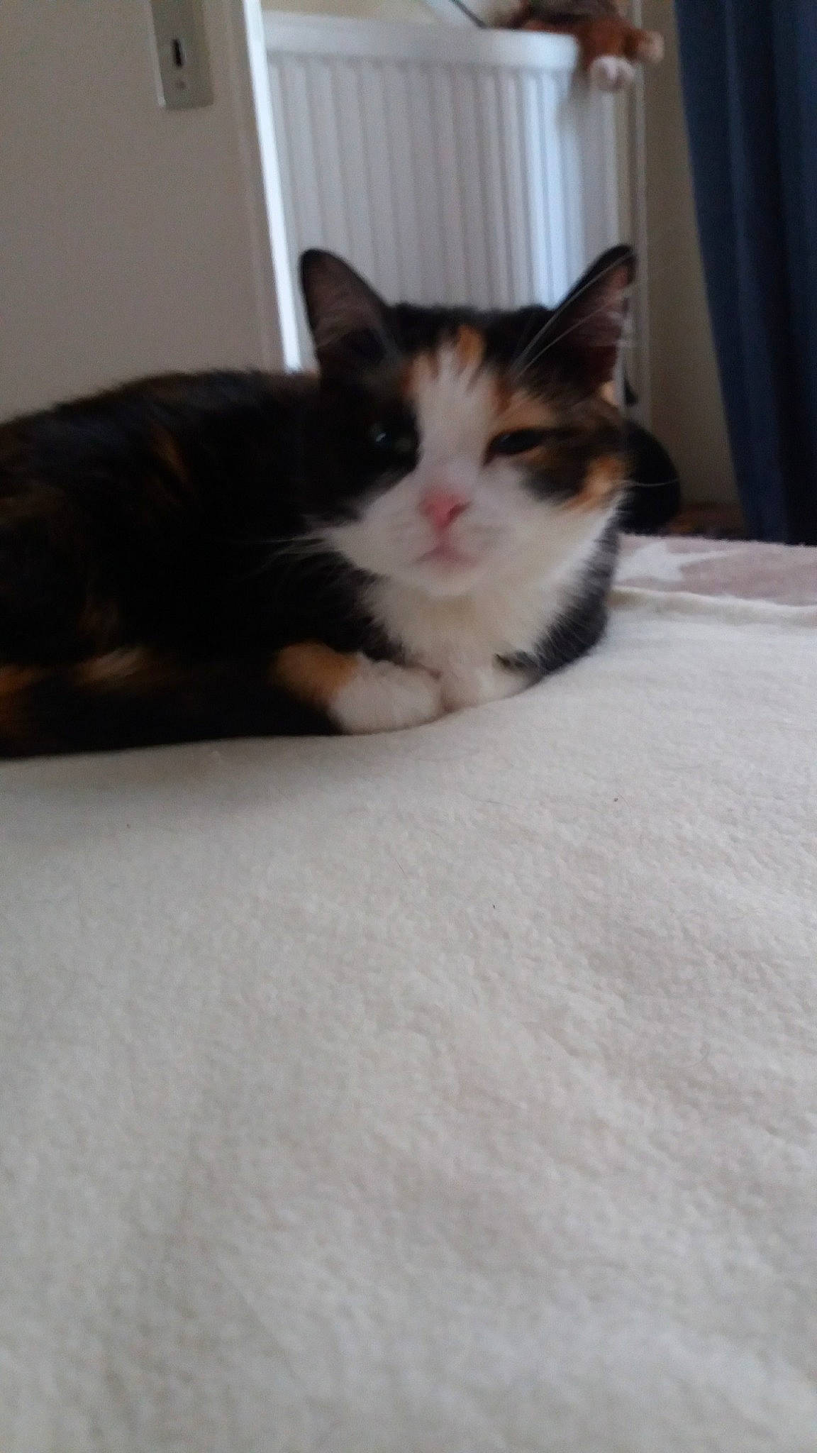 Nova participe au concours pour gagner de l'argent avec cette photo : aegean_cat, american_wirehair, carnivore, cat, domestic_short_haired_cat, ear, european_shorthair, eye, fawn, felidae, fur, kitten, mammal, norwegian_forest_cat, polydactyl_cat, skin, small_to_medium_sized_cats, tail, whiskers