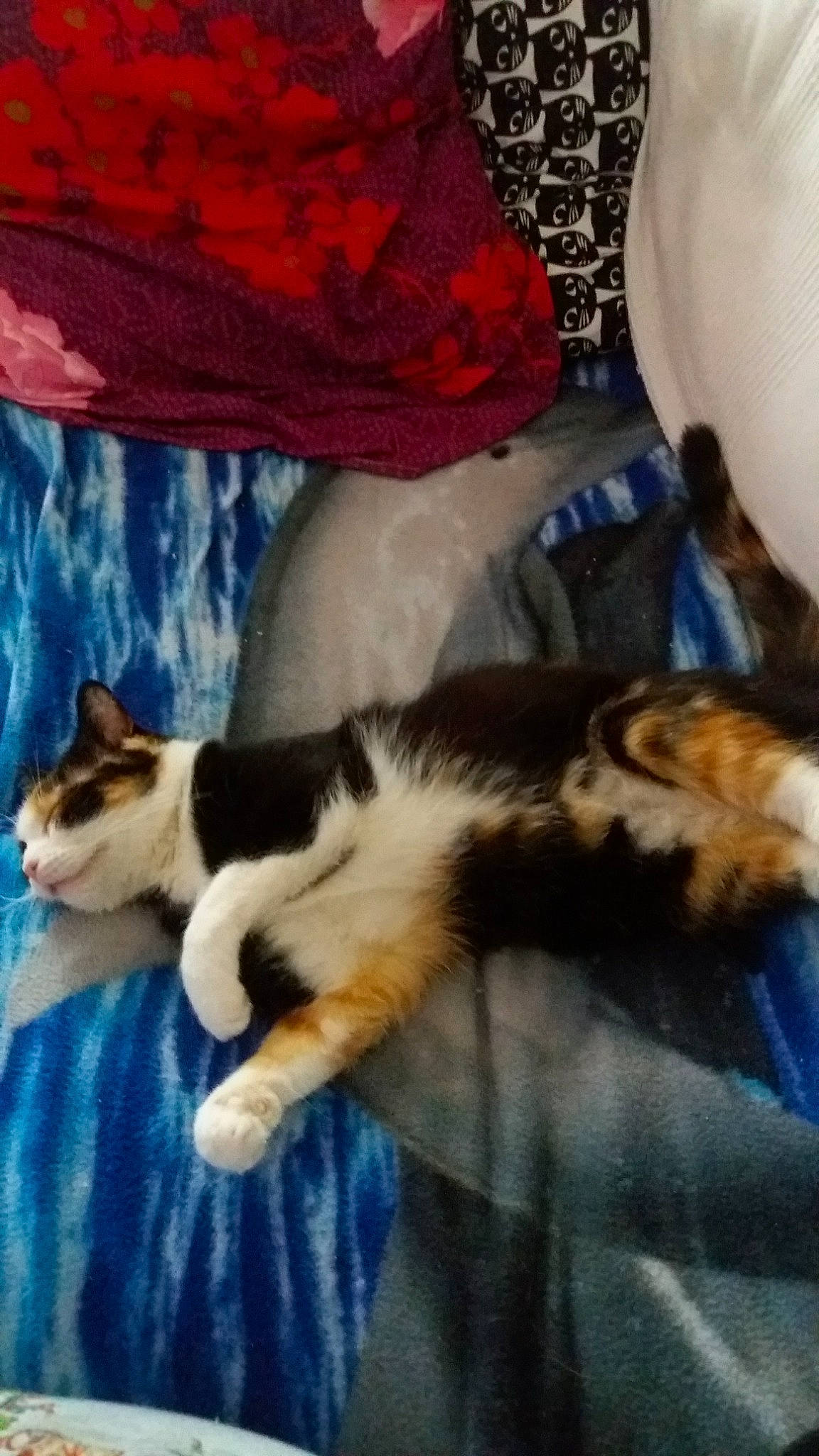 Nova a rejoint le concours — aidez-le/la à gagner de superbes lots ! aegean_cat, american_wirehair, carnivore, cat, domestic_short_haired_cat, european_shorthair, felidae, fur, kitten, nap, paw, polydactyl_cat, small_to_medium_sized_cats, tail, whiskers