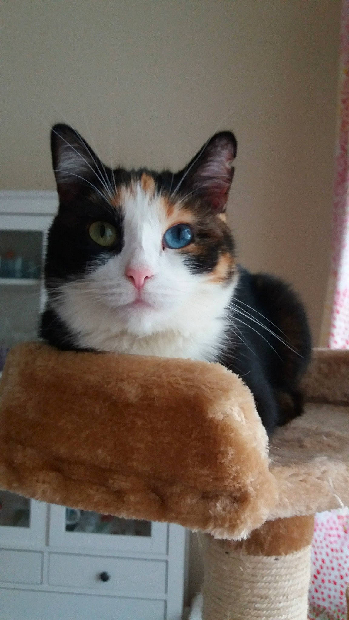 Nova a rejoint le concours — aidez-le/la à gagner de superbes lots ! aegean_cat, american_wirehair, carnivore, cat, domestic_short_haired_cat, european_shorthair, felidae, kitten, mammal, ojos_azules, polydactyl_cat, small_to_medium_sized_cats, snowshoe, whiskers