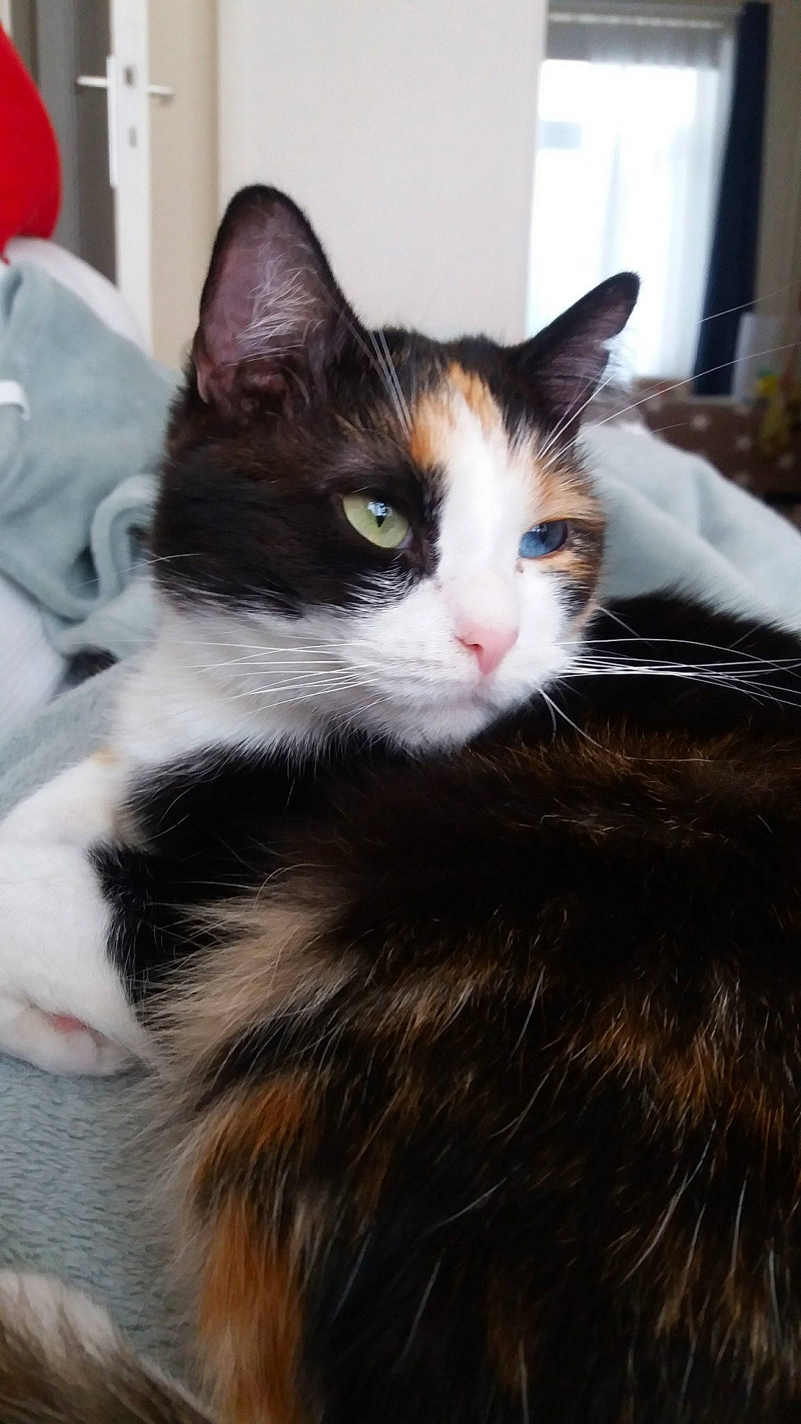 Nova participe au concours pour gagner de l'argent avec cette photo : aegean_cat, american_wirehair, carnivore, cat, domestic_long_haired_cat, domestic_short_haired_cat, european_shorthair, felidae, fur, kitten, mammal, norwegian_forest_cat, small_to_medium_sized_cats, whiskers