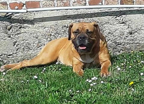 Nala