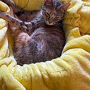 Amelia is registered to the contest to win money with this photo: animal, blanket, cat, comfort, cozy, curled_up, cute, domestic, feline, fur, indoor, mammal, nap, pet, relaxed, resting, sleeping, soft, whiskers, yellow