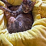 animal, blanket, cat, comfort, cozy, curled_up, cute, domestic, feline, fur, indoor, mammal, nap, pet, relaxed, resting, sleeping, soft, whiskers, yellow