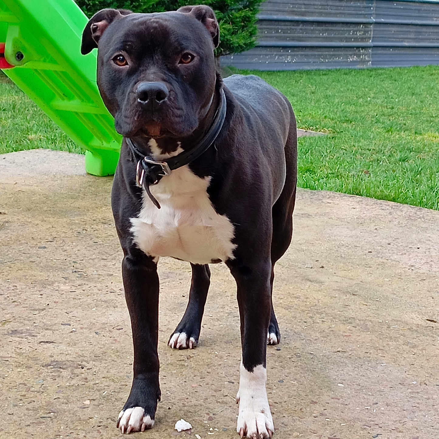 Shadow a rejoint le concours — aidez-le/la à gagner de superbes lots ! animal, architecture, boxer, building, bulldog, canine, dog, grass, machine, nature, outdoors, park, pet, pitbull, plant, playarea, puppy, shelter, spoke, tree