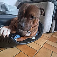 Ulk a rejoint le concours — aidez-le/la à gagner de superbes lots ! dog, pet_bed, paw, indoor, sofa, tile_floor, stuffed_animal, elephant_toy, brown_dog, relaxed, canine, cozy, home, furniture, animal, companion, resting, domestic, cute, household