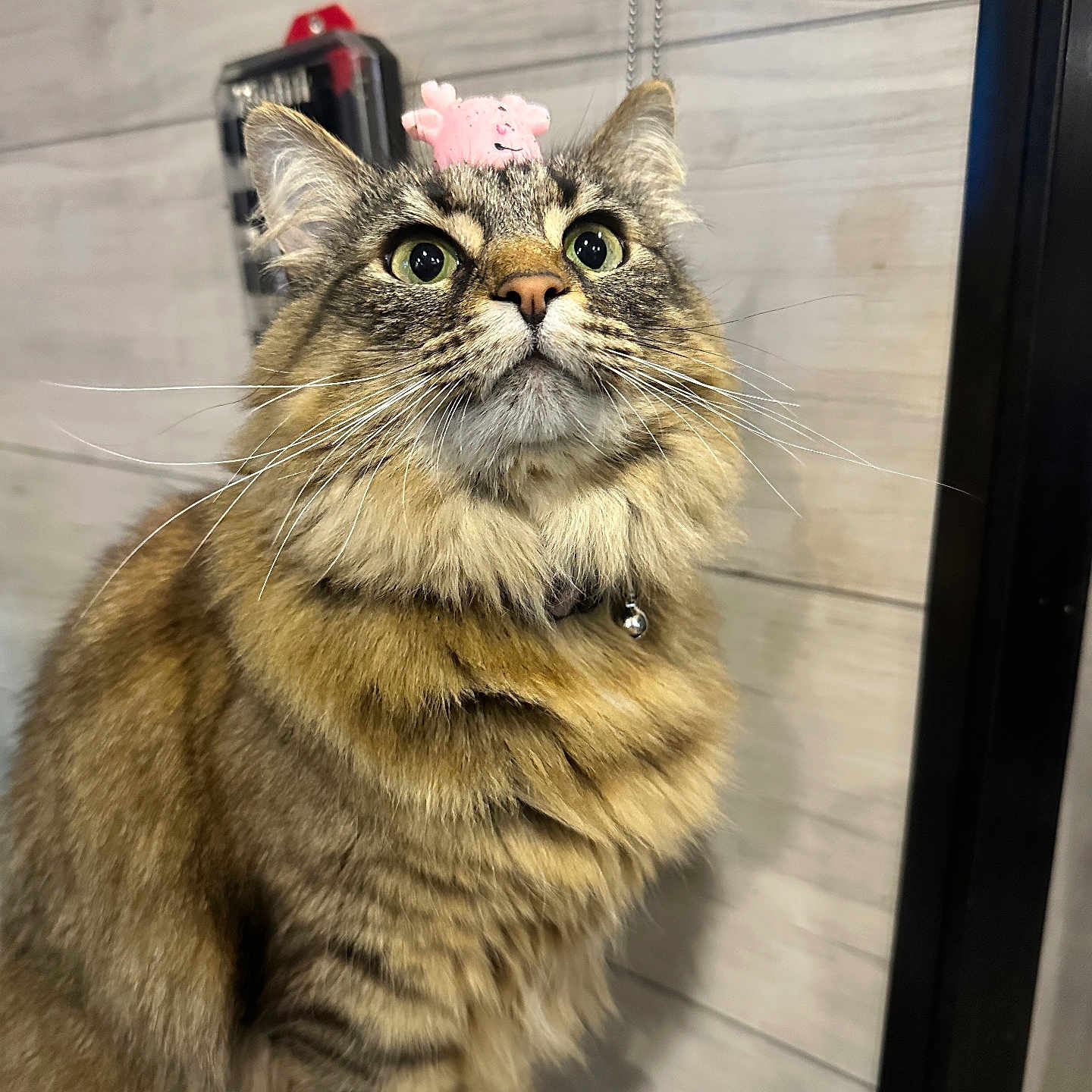 Diamond Jean is registered to the contest to win money with this photo: cat, tabby_cat, fluffy, pet, animal, indoor, wooden_wall, toy, pink_toy, curious, whiskers, sitting, feline, portrait, closeup, cute, domestic_cat, fur, collar, playful