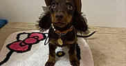 Aurelia is registered to the contest to win money with this photo: animal, bathroom, brown_fur, collar, cowboy_hat, cute, dachshund, dog, dog_tag, funny, indoor, long_ears, pet, photography, portrait, puppy, rug, sitting, tile_floor, wide_eyes