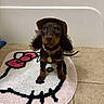 animal, bathroom, brown_fur, collar, cowboy_hat, cute, dachshund, dog, dog_tag, funny, indoor, long_ears, pet, photography, portrait, puppy, rug, sitting, tile_floor, wide_eyes
