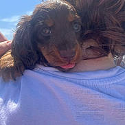 Aurelia is registered to the contest to win money with this photo: animal, blue_sky, brown_fur, close_up, cuddling, cute, dog, floppy_ears, fur, happy, outdoor, person, pet, playful, portrait, puppy, selfie, shoulder, sunlight, tongue_out