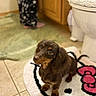Aurelia is registered to the contest to win money with this photo: bathroom, brown_fur, cozy, dachshund, dog, floppy_ears, hello_kitty, indoors, laundry_hamper, long_body, looking_up, pet, portrait, puppy, rug, short_legs, sitting, small_dog, tiled_floor, wooden_cabinet
