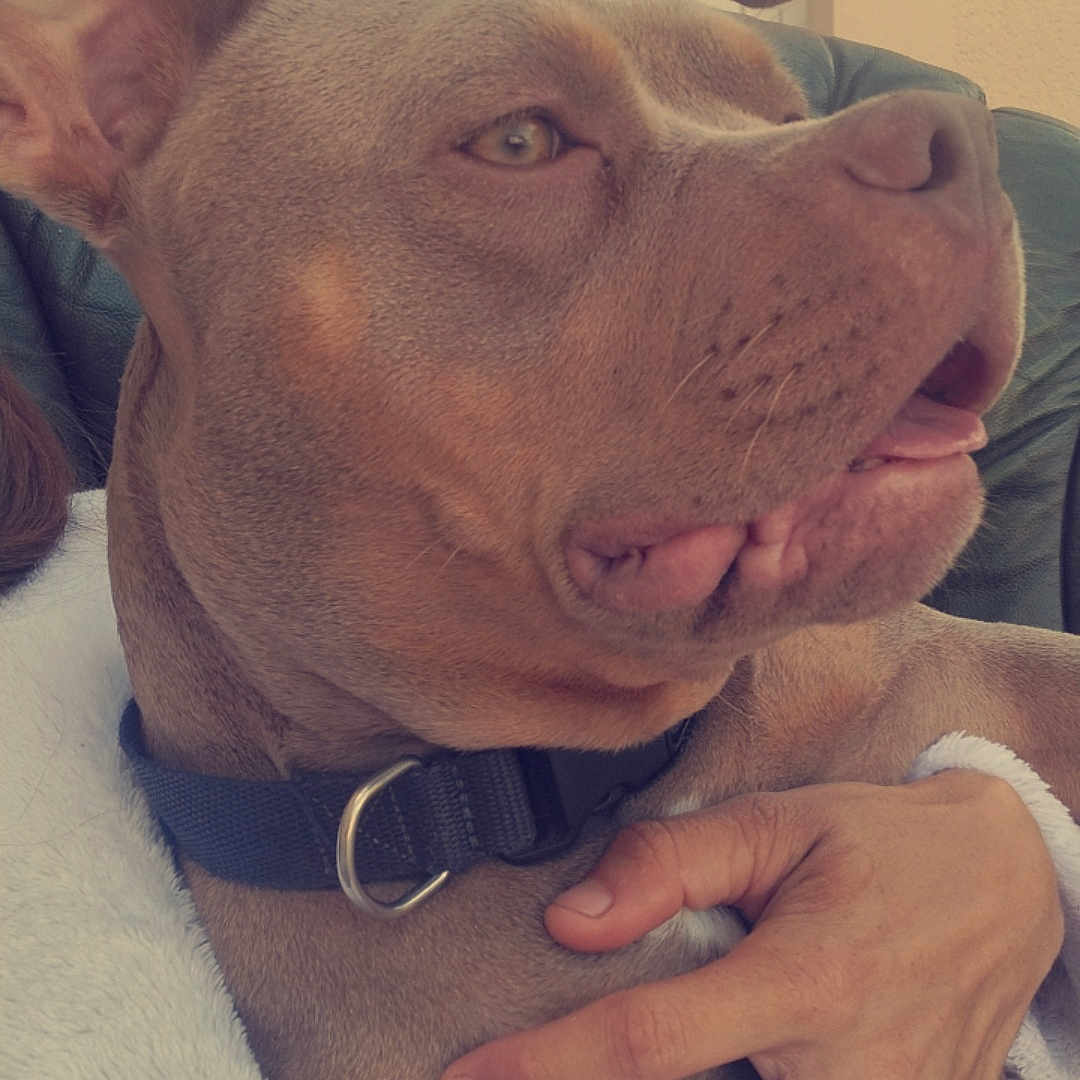 Saphir a rejoint le concours — aidez-le/la à gagner de superbes lots ! accessories, animal, bodypart, bulldog, canine, dog, face, finger, frenchbulldog, hand, head, hound, jewelry, person, pet, photography, pitbull, portrait, puppy, snout