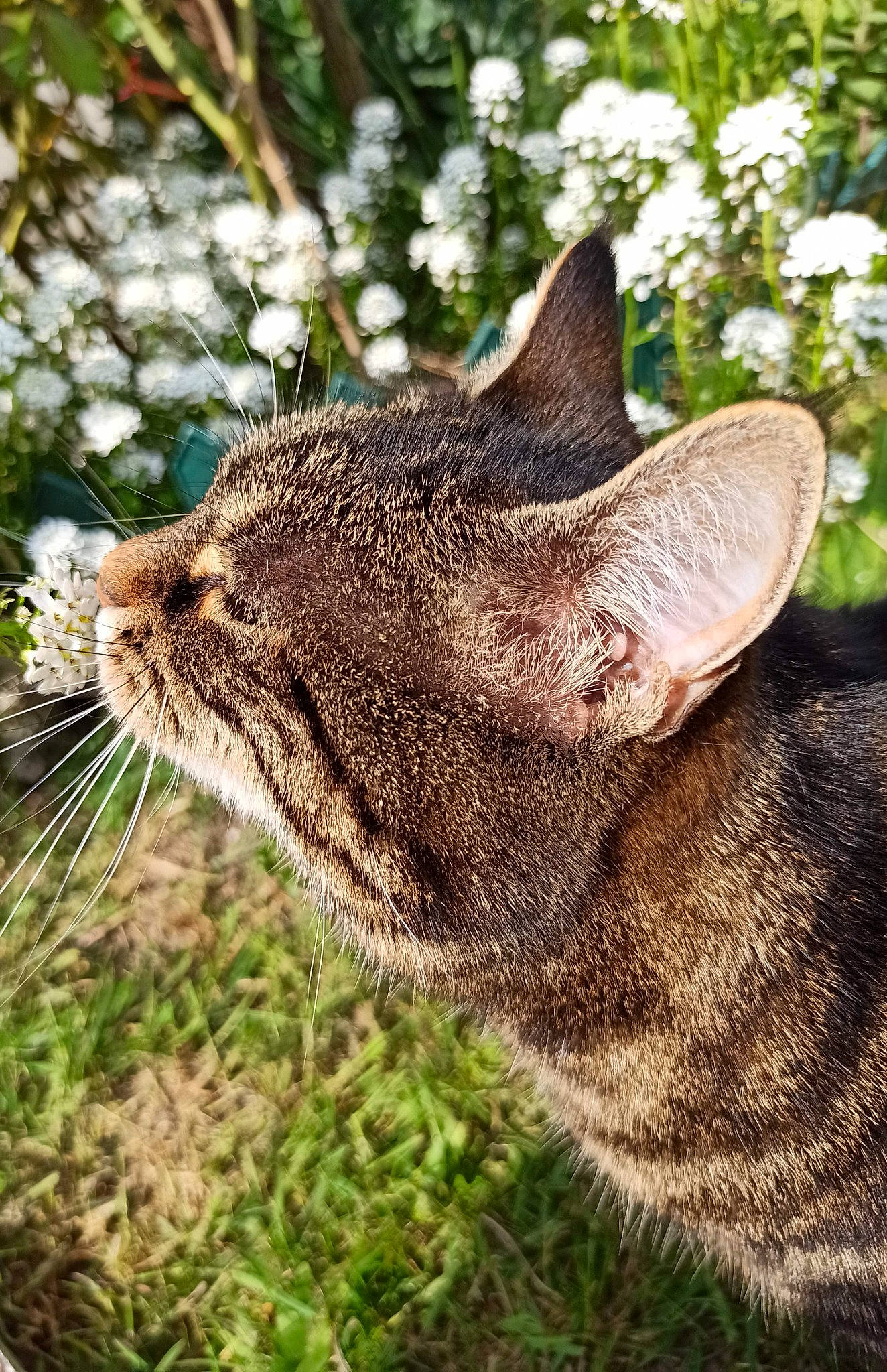 Tigrette a rejoint le concours — aidez-le/la à gagner de superbes lots ! carnivore, cat, close_up, domestic_short_haired_cat, fawn, felidae, fur, grass, mammal, plant, small_to_medium_sized_cats, snout, tabby_cat, tree, vertebrate, whiskers, wildlife