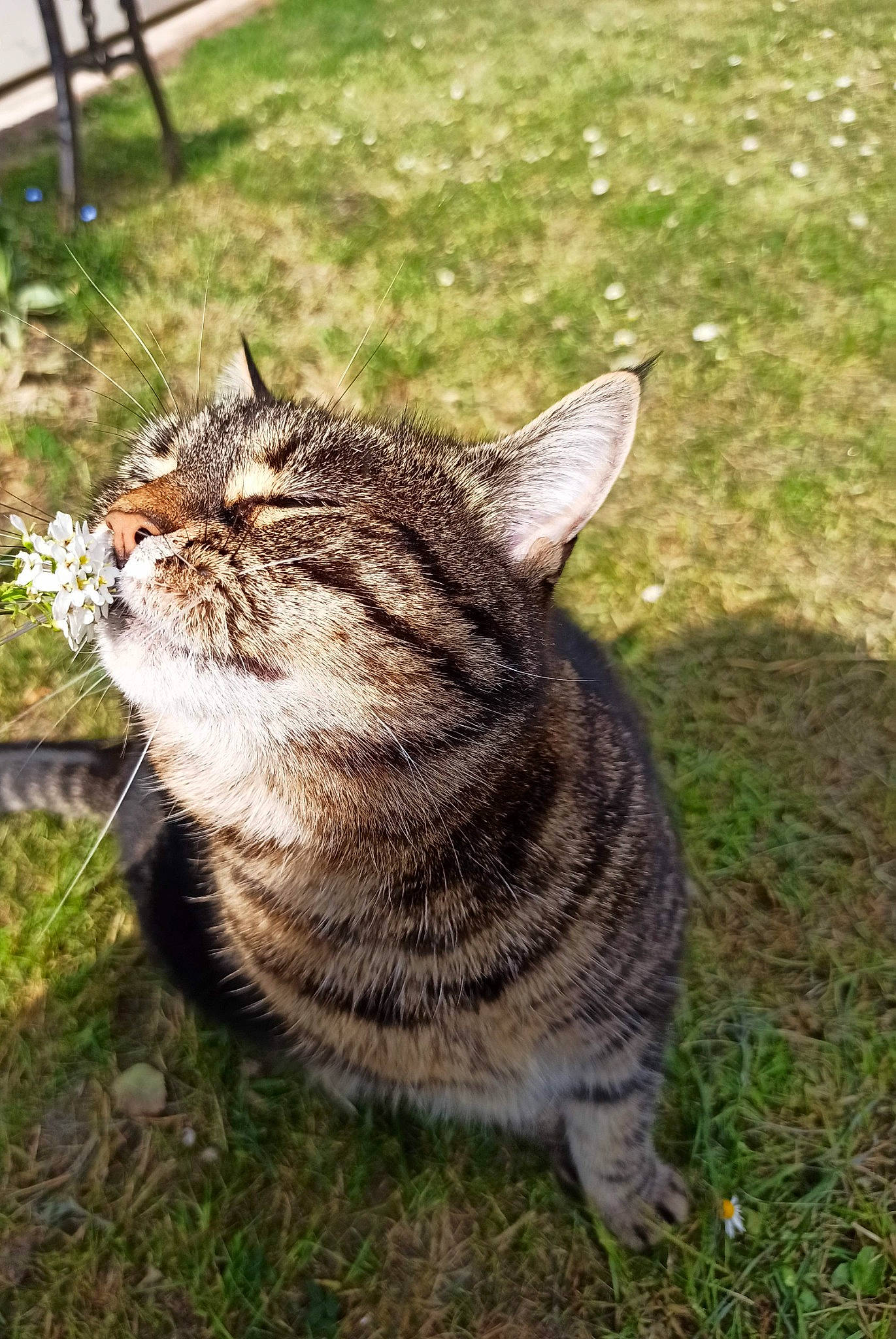 Tigrette participe au concours pour gagner de l'argent avec cette photo : aegean_cat, asian, carnivore, cat, domestic_short_haired_cat, dragon_li, european_shorthair, felidae, grass, lawn, mammal, pixie_bob, plant, small_to_medium_sized_cats, snout, tabby_cat, tail, tree, whiskers, wild_cat