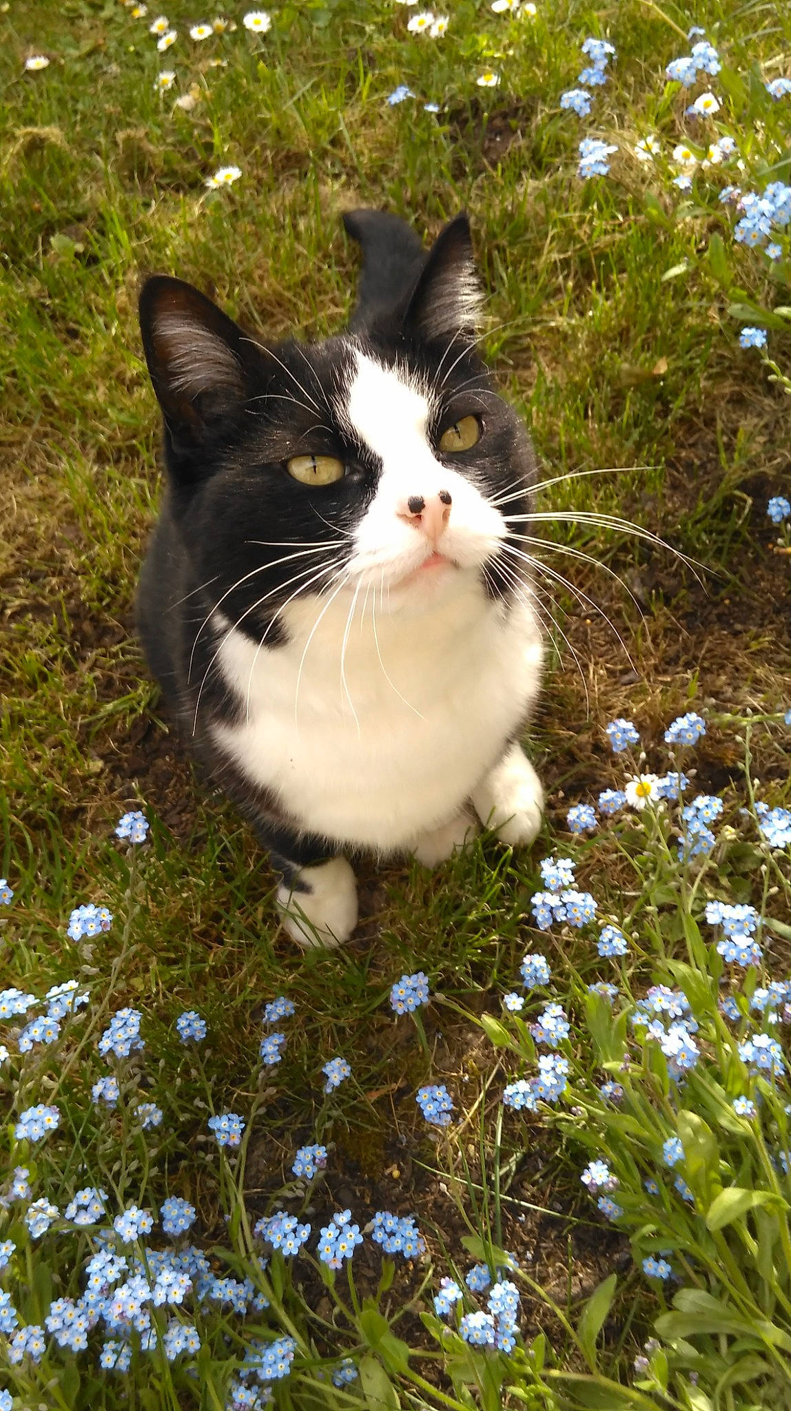Chipie a rejoint le concours — aidez-le/la à gagner de superbes lots ! aegean_cat, american_wirehair, carnivore, cat, domestic_short_haired_cat, european_shorthair, felidae, flower, grass, kitten, norwegian_forest_cat, plant, polydactyl_cat, small_to_medium_sized_cats, snout, tail, tree, whiskers