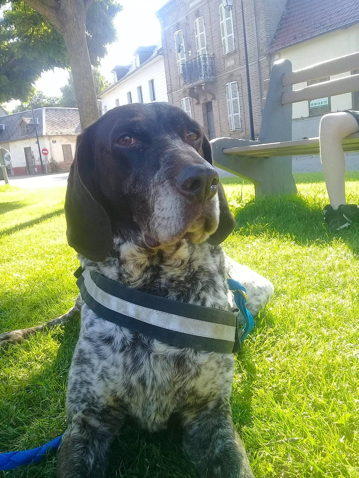 Gamine a rejoint le concours — aidez-le/la à gagner de superbes lots ! canidae, carnivore, dog, dog_breed, german_shorthaired_pointer, german_wirehaired_pointer, grass, hunting_dog, mammal, pointer, pointing_breed, rare_breed_dog, snout, spaniel, sporting_group, stichelhaar, vertebrate