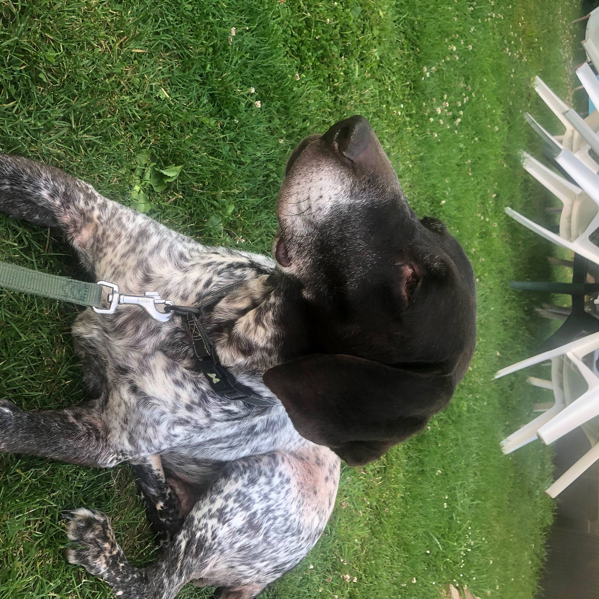 Gamine a rejoint le concours — aidez-le/la à gagner de superbes lots ! canidae, carnivore, dog, dog_breed, german_shorthaired_pointer, grass, pointing_breed, sporting_group, tail