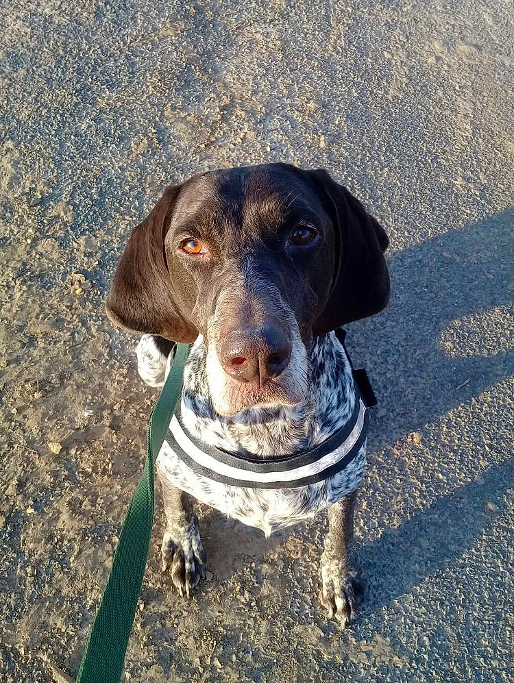 Gamine participe au concours pour gagner de l'argent avec cette photo : braque_francais, canidae, carnivore, dog, dog_breed, german_shorthaired_pointer, gun_dog, hunting_dog, mammal, old_danish_pointer, pachon_navarro, plott_hound, pointer, pointing_breed, snout, sporting_group, vertebrate