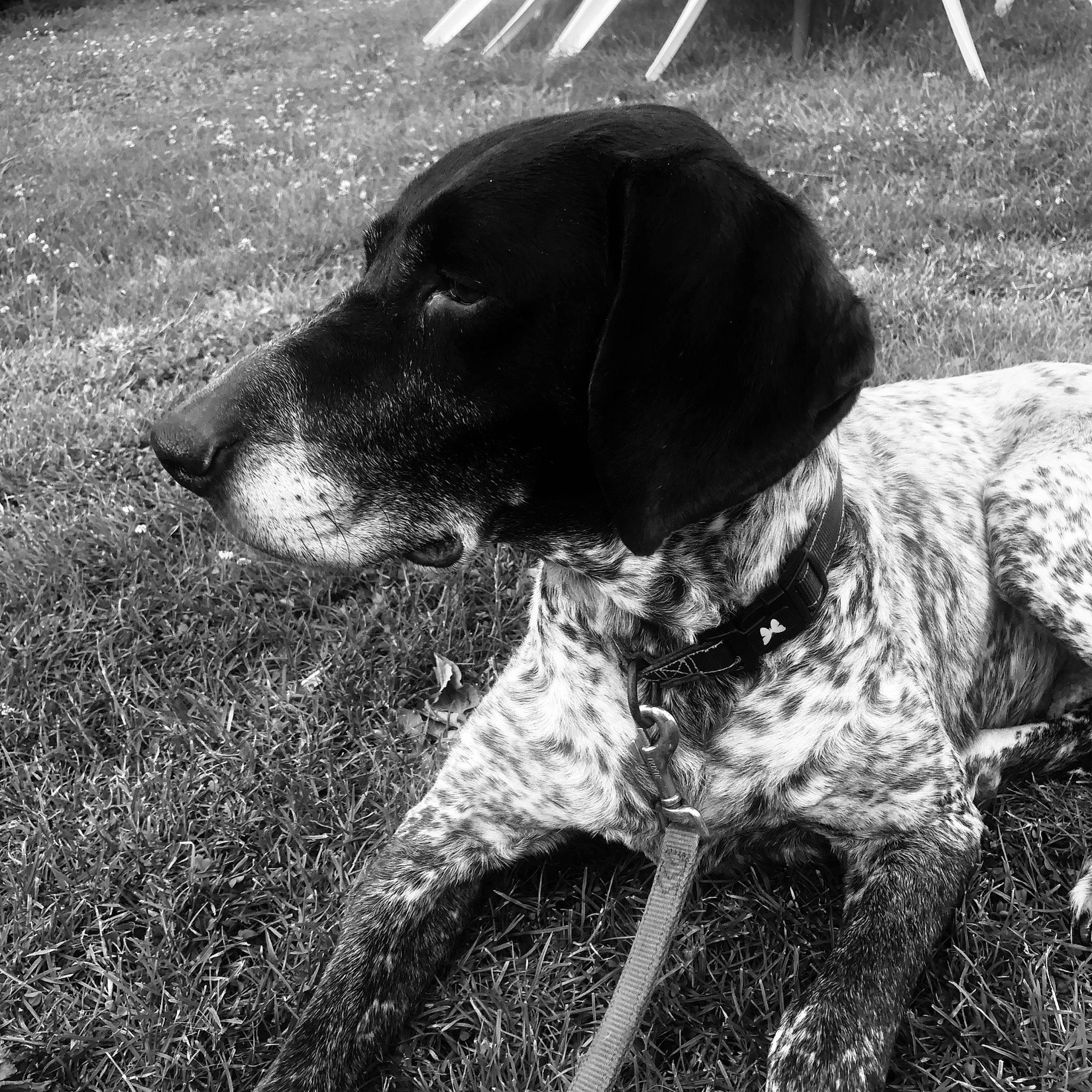 Gamine a rejoint le concours — aidez-le/la à gagner de superbes lots ! black, black_and_white, bluetick_coonhound, braque_dauvergne, braque_francais, canidae, carnivore, dog, dog_breed, german_shorthaired_pointer, hunting_dog, mammal, old_danish_pointer, pointer, pointing_breed, snout, sporting_group, vertebrate