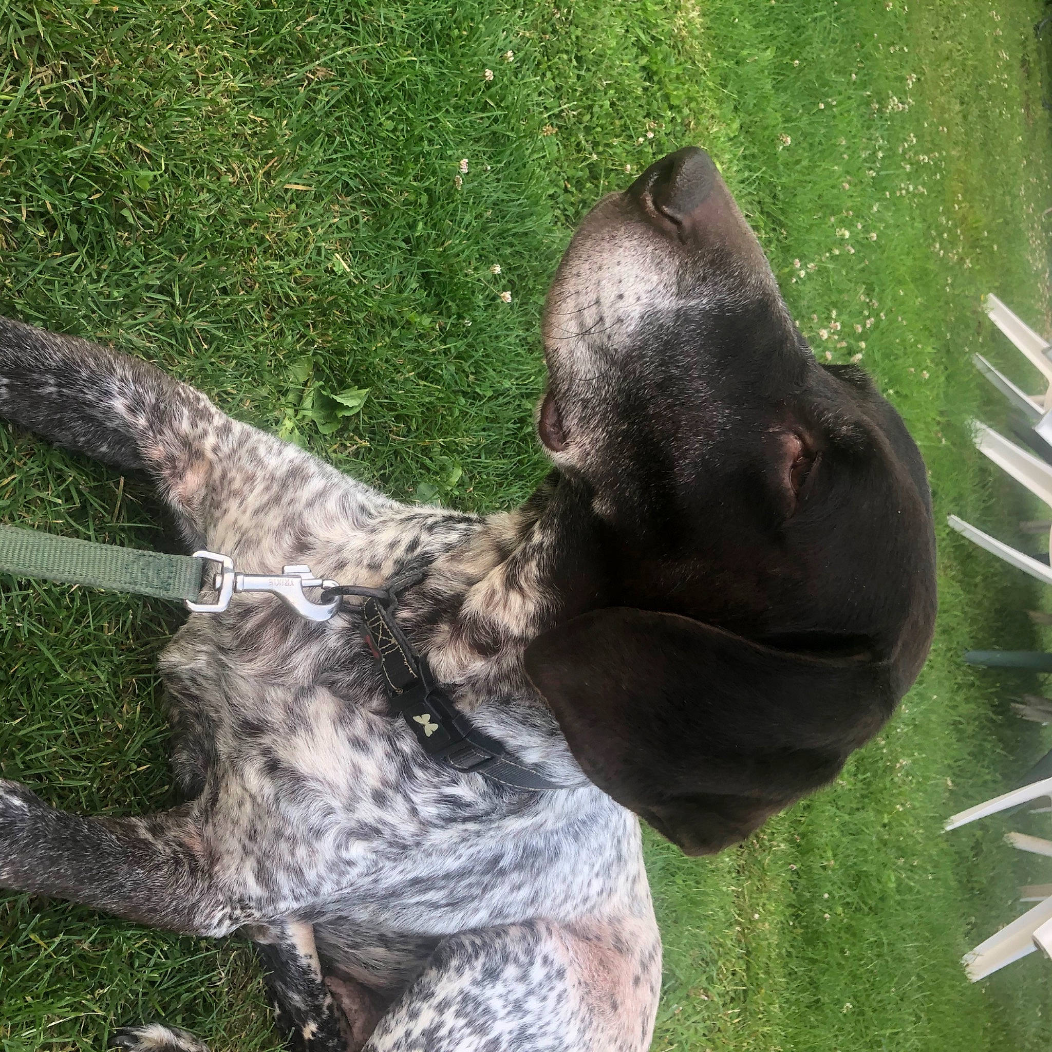 Gamine participe au concours pour gagner de l'argent avec cette photo : canidae, carnivore, dog, dog_breed, german_shorthaired_pointer, grass, pointer, snout, sporting_group, tail
