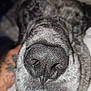 Duke is registered to the contest to win money with this photo: dog, nose, close_up, animal, pet, fur, texture, snout, whiskers, sleeping, resting, blurred_background, indoor, tattoo, human_hand, gray_fur, black_nose, macro, portrait, cute