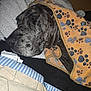 Duke is registered to the contest to win money with this photo: dog, blanket, paw_print, resting, cozy, indoor, close_up, fur, sleepy, comfort, bed, soft, brown, black, pet, animal, relaxed, warm, texture, portrait