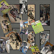 Duke joined the competition — help win amazing prizes! great_dane, dog, collage, pet, animal, canine, playing, outdoor, indoor, car, grass, toy, resting, portrait, face, sitting, lying_down, cute, hoodie, sunglasses