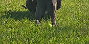 Duke joined the competition — help win amazing prizes! dog, great_dane, grass, tennis_ball, outdoor, sunlight, animal, pet, playing, tongue_out, shadow, greenery, summer, relaxed, canine, collar, nature, field, resting, mammal