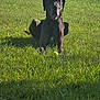 dog, great_dane, grass, tennis_ball, outdoor, sunlight, animal, pet, playing, tongue_out, shadow, greenery, summer, relaxed, canine, collar, nature, field, resting, mammal