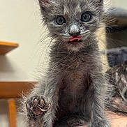 Lucy joined the competition — help win amazing prizes! kitten, cat, grey_fur, furry, paw, tongue, cute, pet, animal, indoor, closeup, curious, small, young, adorable, whiskers, face, ears, claws, tattooed_arm