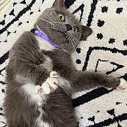 Albus is registered to the contest to win money with this photo: cat, gray_cat, white_belly, paws, claws, fangs, wide_eyes, collar, purple_collar, rug, patterned_rug, indoor, pet, fluffy, whiskers, lying_down, playful, close_up, relaxed, floor