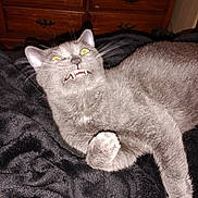 Sage joined the competition — help win amazing prizes! cat, gray_cat, animal, pet, feline, fangs, yellow_eyes, startled_expression, whiskers, black_blanket, furniture, wooden_dresser, indoor, fur, claw, paw, lying_down, home, domestic_animal, cute