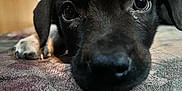 Rocky is registered to the contest to win money with this photo: puppy, dog, close_up, black_dog, pet, animal, lying_down, cute, young_dog, indoor, bedspread, nose, whiskers, ears, fur, paw, texture, looking_at_camera, adorable, portrait