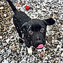 puppy, dog, black_dog, snow, snowflakes, tongue_out, curious, outdoor, gravel, red_ball, playful, young_dog, pet, animal, winter, close_up, white_paws, fur, cute, nature