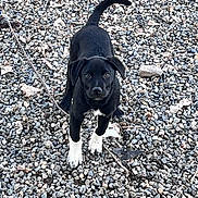 Rocky joined the competition — help win amazing prizes! puppy, dog, black_dog, white_paws, leash, outdoor, rocks, curious, alert, pet, young_dog, playful, animal, nature, canine, fur, tail, walking, ground, daylight