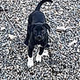 puppy, dog, black_dog, white_paws, leash, outdoor, rocks, curious, alert, pet, young_dog, playful, animal, nature, canine, fur, tail, walking, ground, daylight