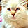 Ully