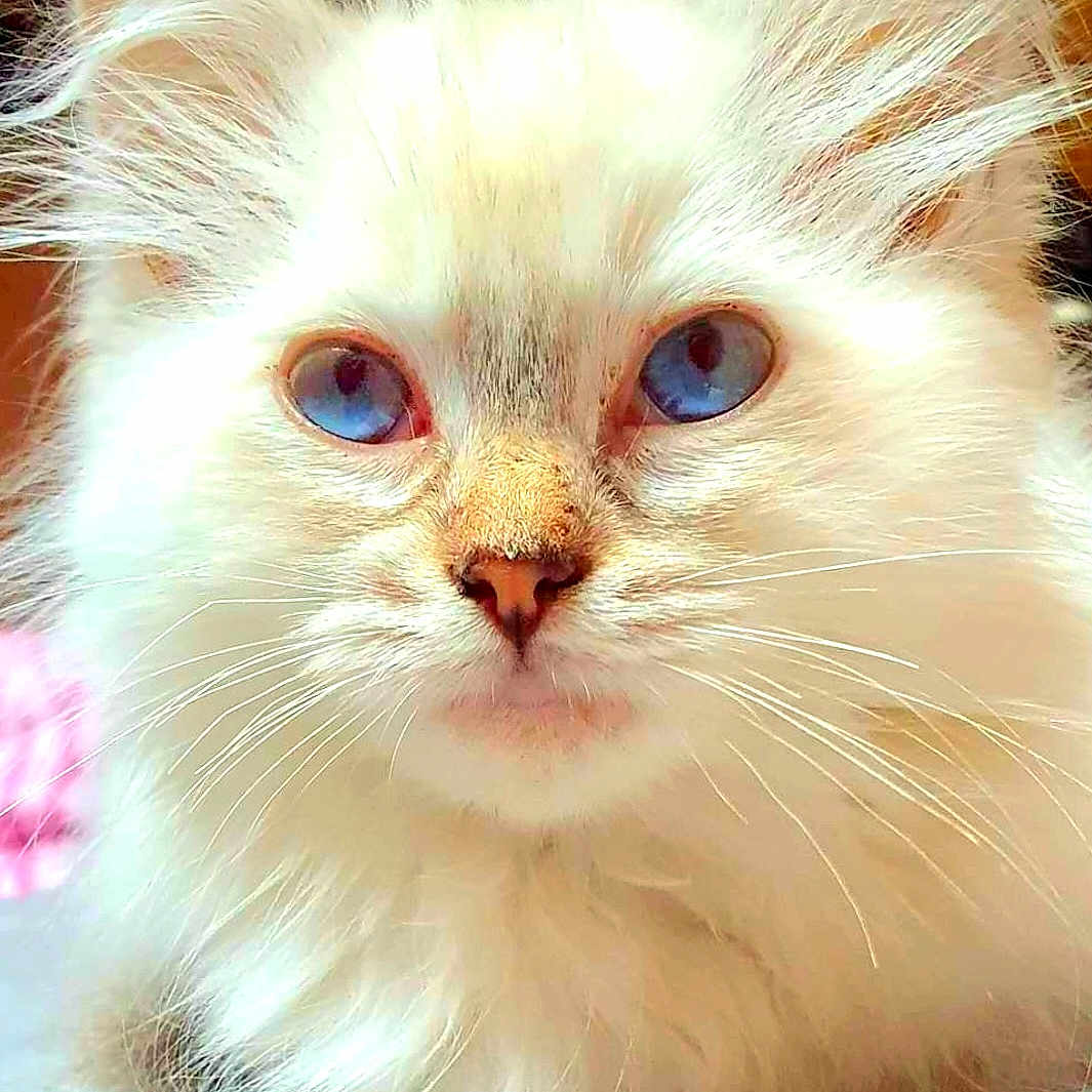 Ully a rejoint le concours — aidez-le/la à gagner de superbes lots ! adorable, animal, blue_eyes, cat, close_up, cute, face, feline, fluffy, fur, indoor, kitten, lying_down, nose, pet, portrait, soft_texture, whiskers, white_fur, young_cat