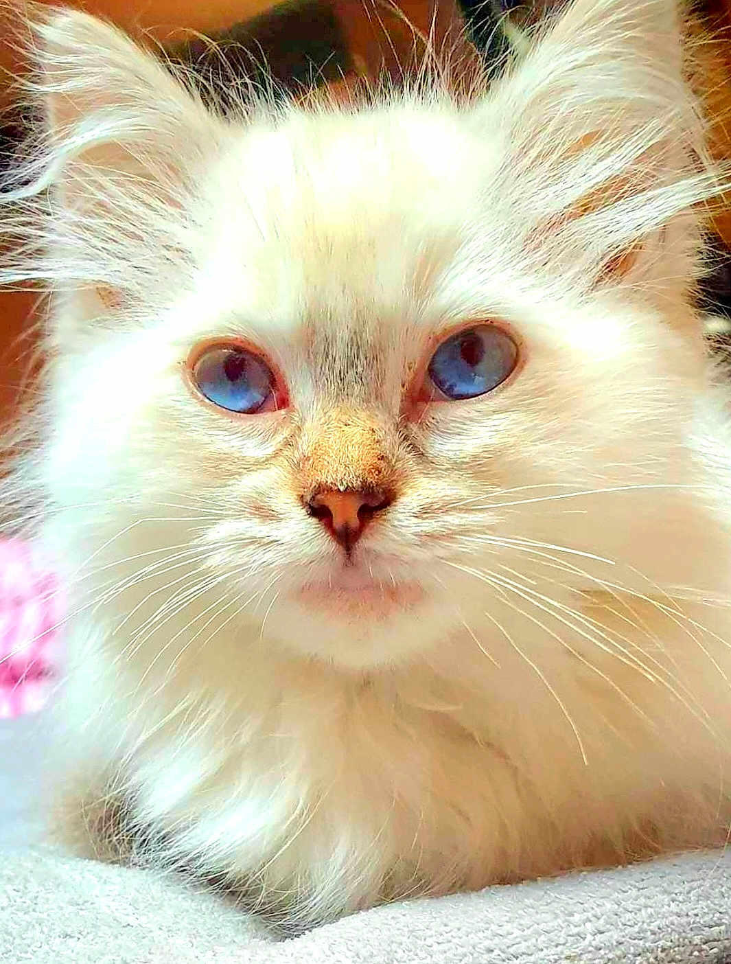 Ully a rejoint le concours — aidez-le/la à gagner de superbes lots ! cat, kitten, blue_eyes, fluffy, white_fur, close_up, pet, cute, whiskers, nose, animal, feline, portrait, indoor, soft_texture, young_cat, fur, lying_down, adorable, face