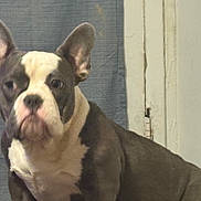 Minnie is registered to the contest to win money with this photo: dog, french_bulldog, pet, indoor, curtain, door, animal, mammal, ears, fur, portrait, companion, looking, brown, white, face, cute, sitting, domestic, canine
