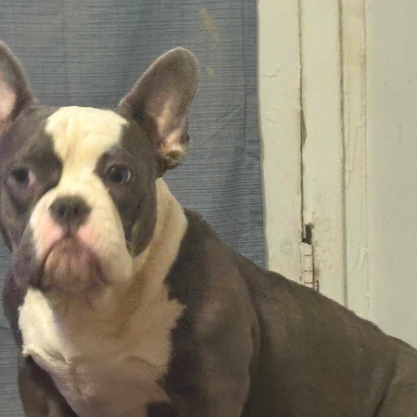 Minnie is registered to the contest to win money with this photo: animal, brown, canine, companion, curtain, cute, dog, domestic, door, ears, face, french_bulldog, fur, indoor, looking, mammal, pet, portrait, sitting, white