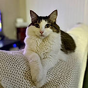 Nessie is registered to the contest to win money with this photo: cat, fluffy, white, gray, knitted_blanket, couch, indoor, pet, feline, portrait, relaxed, cozy, animal, whiskers, ears, fur, cute, home, looking_at_camera, resting