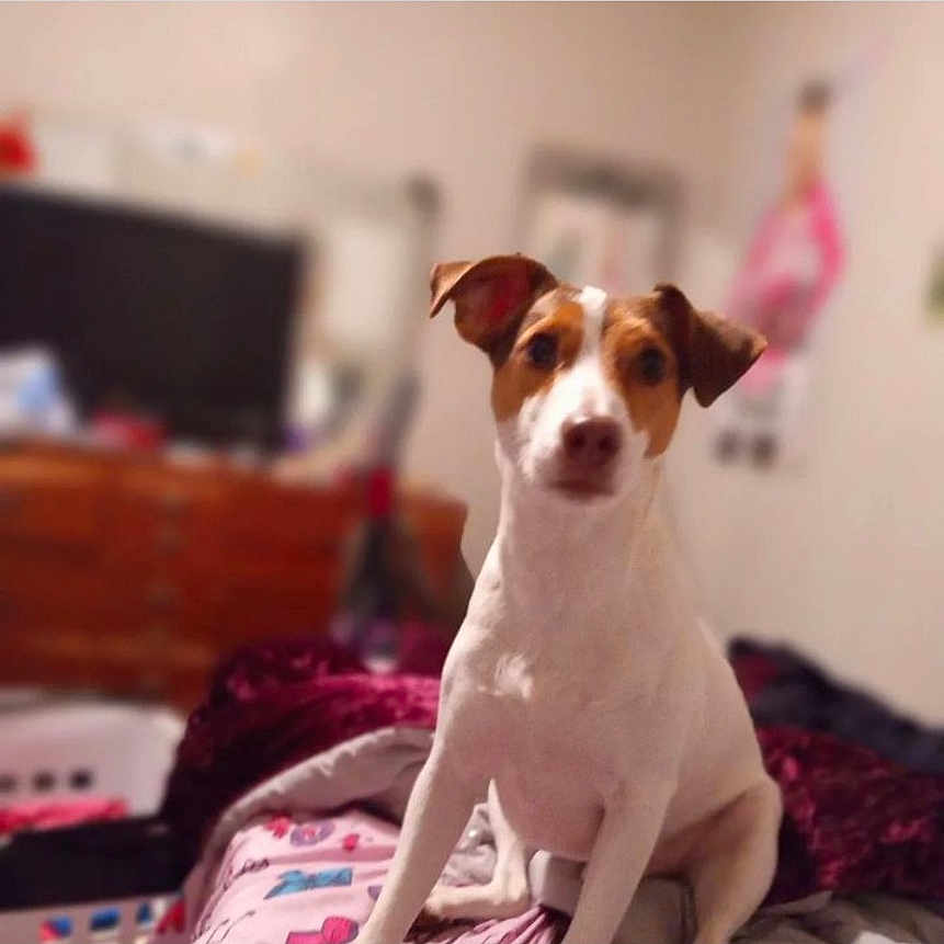 Toby joined the competition — help win amazing prizes! accessories, animal, ball, canine, cushion, dog, face, head, homedecor, hound, indoors, interiordesign, person, pet, photography, portrait, puppy, sport, tennis, tennisball