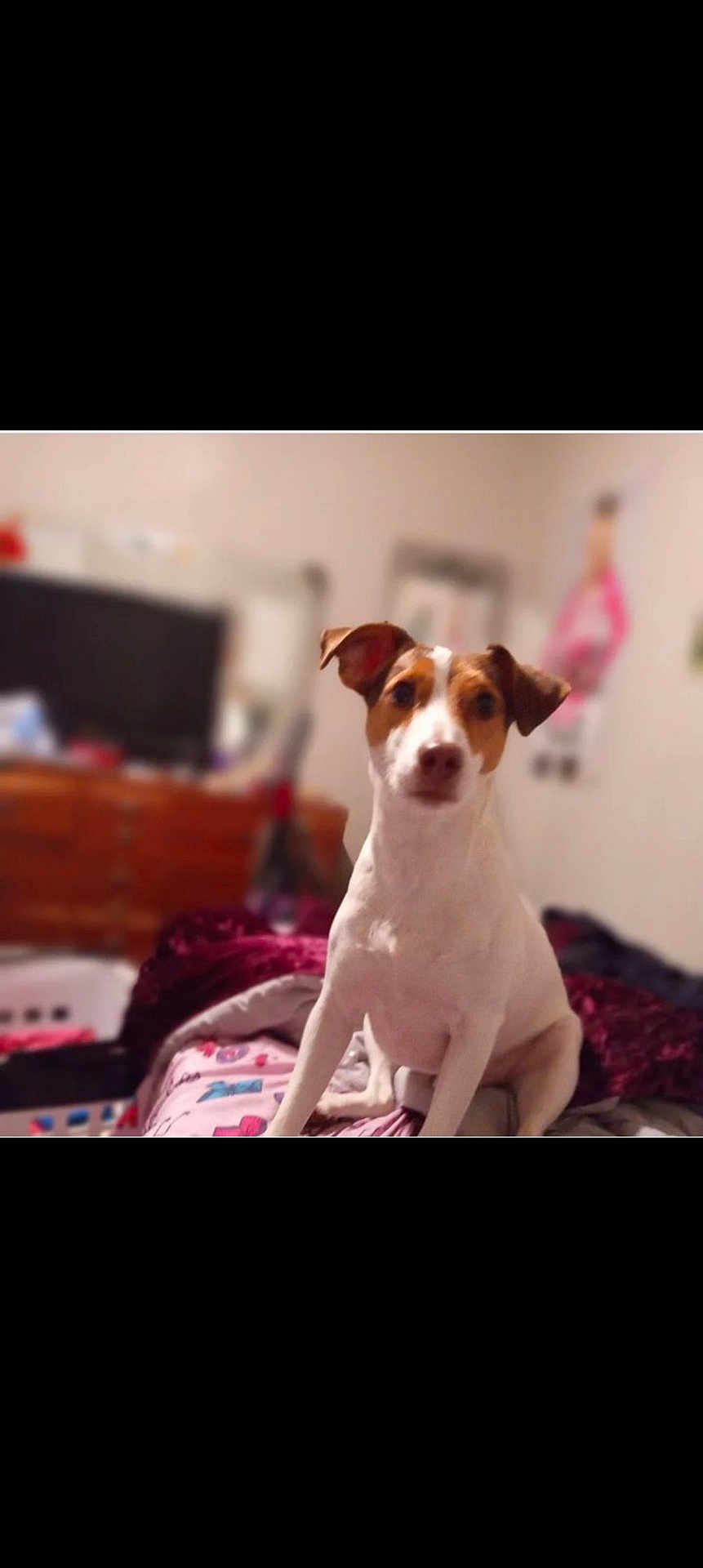 Toby joined the competition — help win amazing prizes! accessories, animal, ball, canine, cushion, dog, face, head, homedecor, hound, indoors, interiordesign, person, pet, photography, portrait, puppy, sport, tennis, tennisball