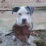 Vasco participe au concours pour gagner de l'argent avec cette photo : animal, autumn, cute, dog, ears, eyes, fall, gravel, gray, ground, leaf, nature, nose, outdoor, pet, puppy, sitting, stone, white, young