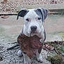 animal, autumn, cute, dog, ears, eyes, fall, gravel, gray, ground, leaf, nature, nose, outdoor, pet, puppy, sitting, stone, white, young