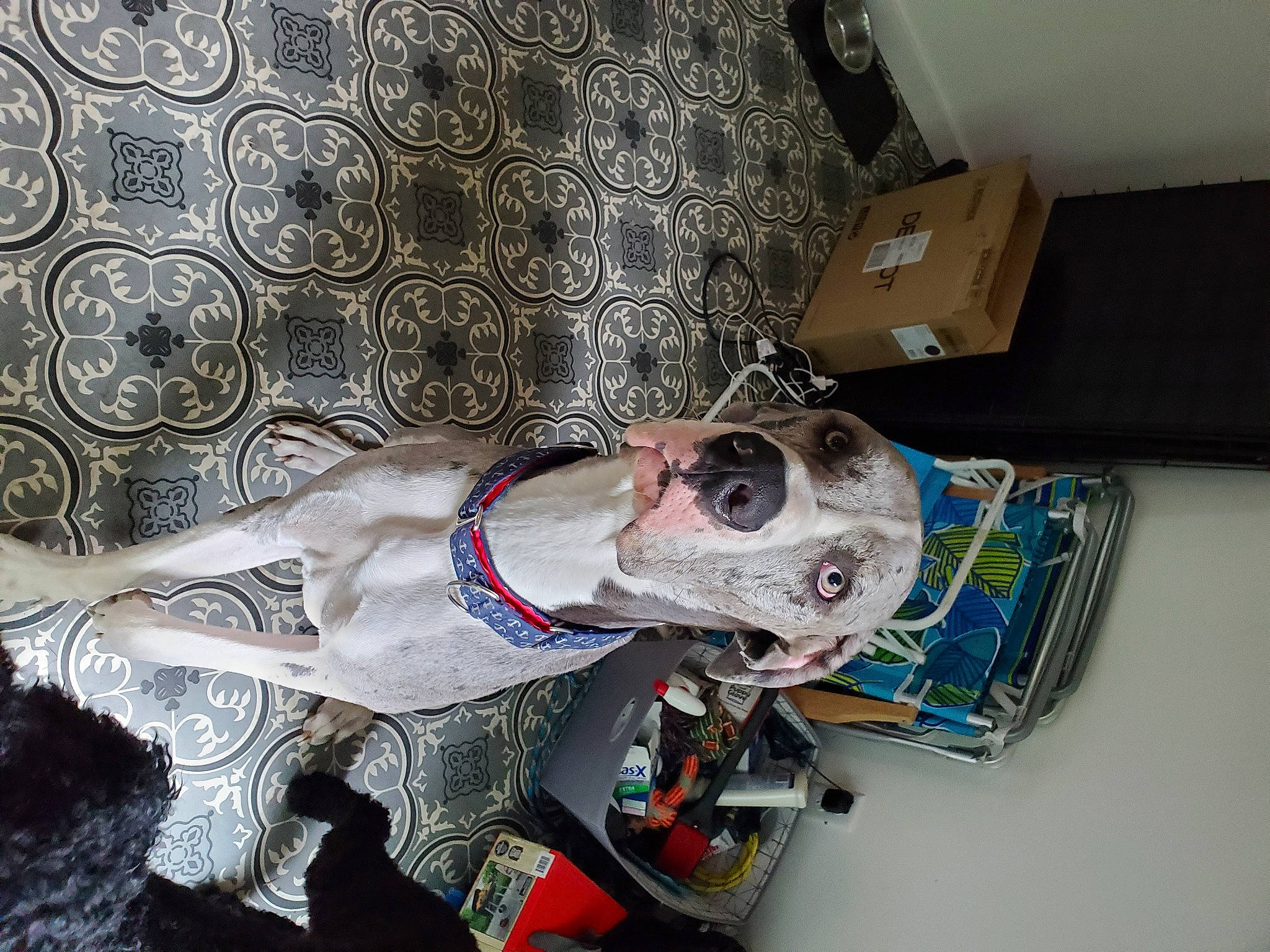 Stryker joined the competition — help win amazing prizes! canidae, carnivore, dog, dog_breed, fawn, pointer, snout, sporting_group, weimaraner