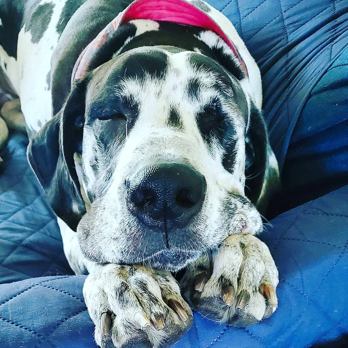 Blanche Devereaux is registered to the contest to win money with this photo: canidae, carnivore, dog, dog_breed, great_dane, guard_dog, mammal, non_sporting_group, pointer, snout, sporting_group, vertebrate