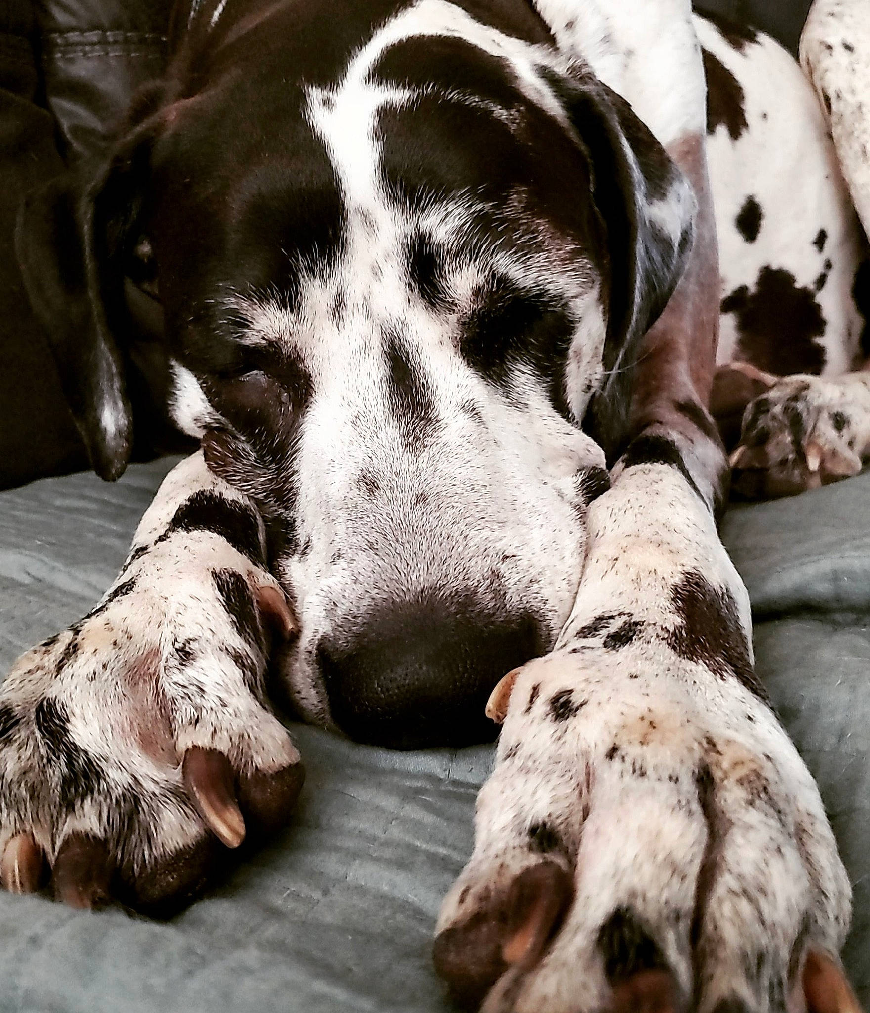 Blanche Devereaux joined the competition — help win amazing prizes! braque_dauvergne, braque_francais, canidae, carnivore, dog, dog_breed, german_shorthaired_pointer, great_dane, mammal, non_sporting_group, old_danish_pointer, pointer, pointing_breed, snout, sporting_group