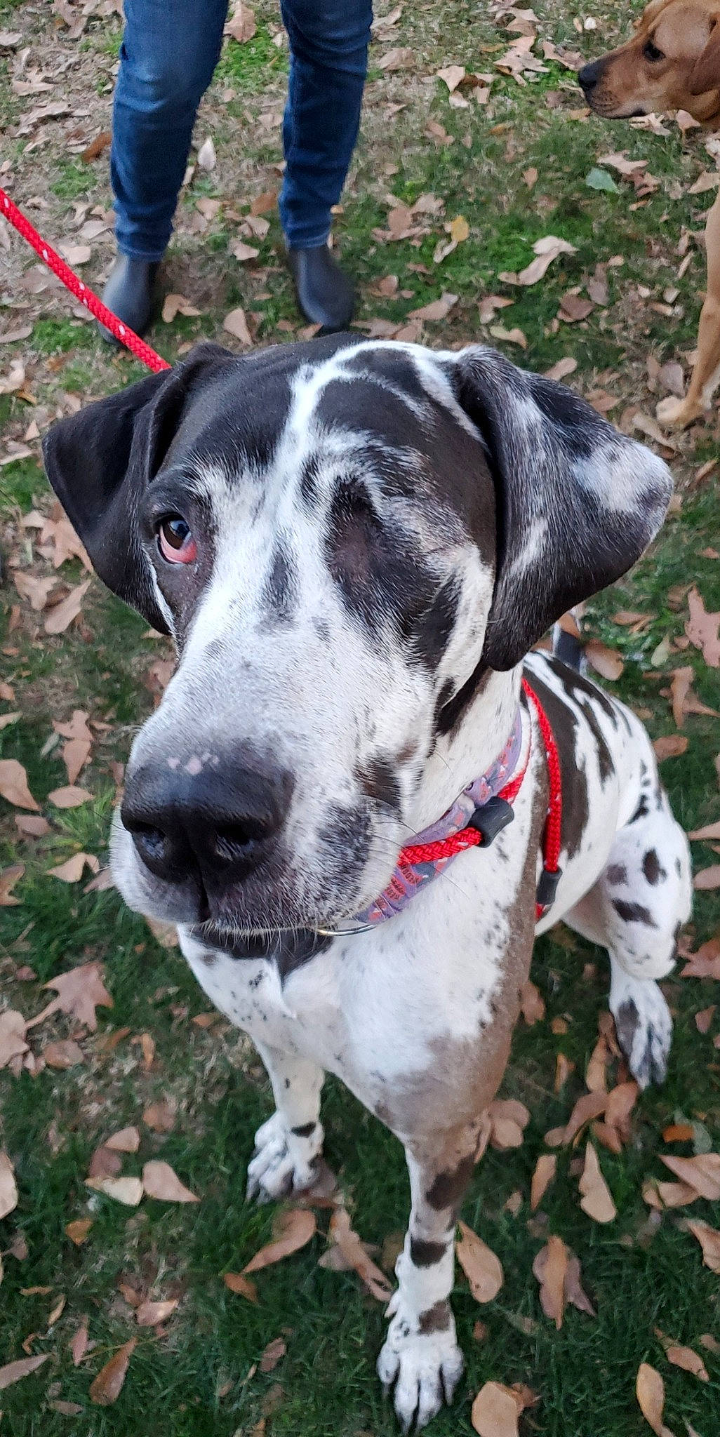 Blanche Devereaux joined the competition — help win amazing prizes! canidae, carnivore, dalmatian, dog, dog_breed, hunting_dog, louisiana_catahoula_leopard_dog, mammal, non_sporting_group, pointer, rare_breed_dog, snout, sporting_group, vertebrate, working_dog